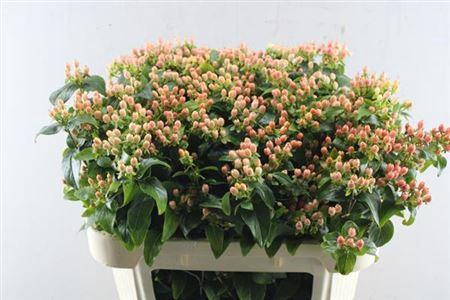 Hypericum inodorum Magical Pink Fall
