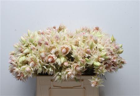 Serruria florida Pretty N White