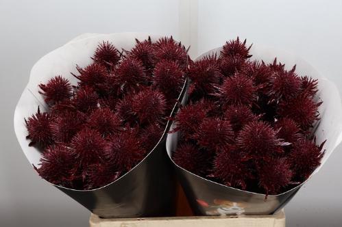 Eryngium alpinum kleurbehandeld H%