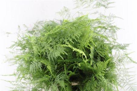 Asparagus setaceus overig