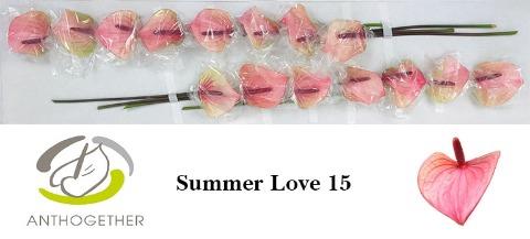 Anthurium Andreanum Grp Summer Love