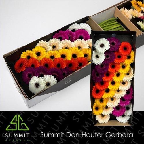 Gerbera mini gemengd op rij