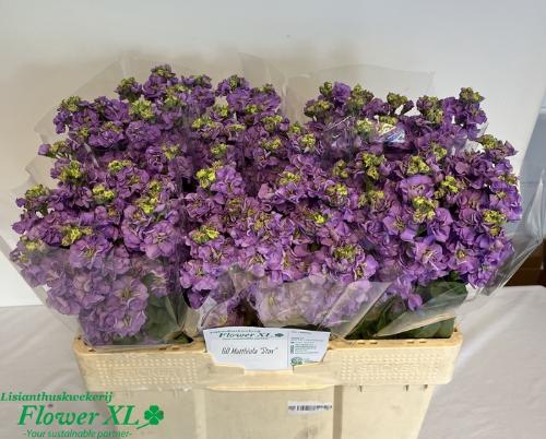 Matthiola incana 'Impala Lavender'