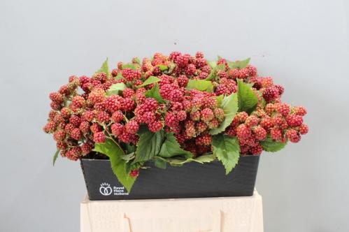 Rubus fruticosus 'Chester'