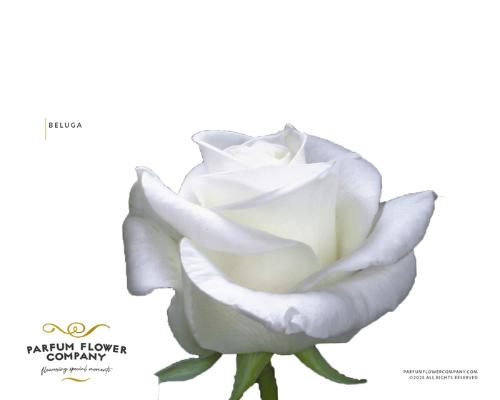 Rosa grootbloemig Beluga