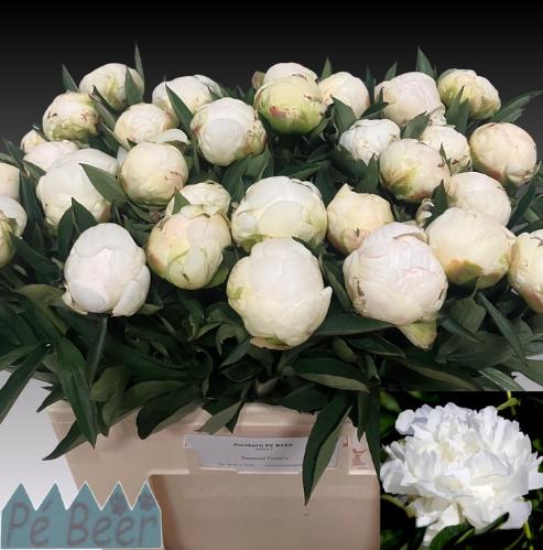 Paeonia Lactiflora Grp 'Mme Claude Tain'
