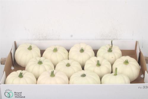 Siervruchten per stuk Cucurbita pepo 'Baby Boo'