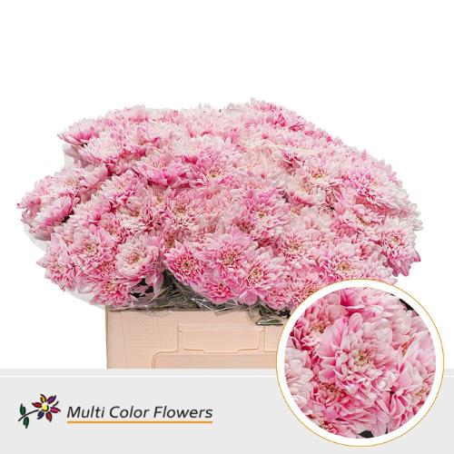 Chrysanthemum Indicum Grp tros kas kleurbehandeld H%