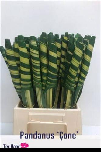 Pandanus (blad)