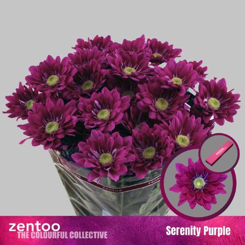 Chrysanthemum (Indicum Grp) tros Serenity Purple