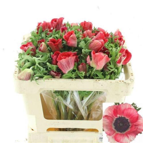 Anemone coronaria 'Mistral Plus Red'