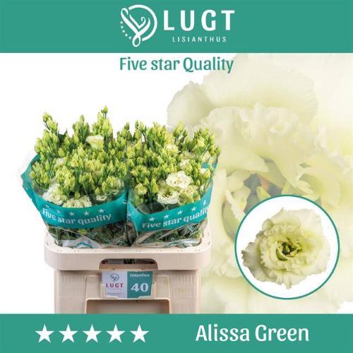 Eustoma russellianum gevuldbloemig 'Alissa Green'