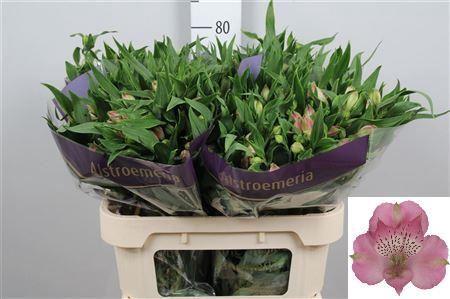 Alstroemeria Avianna