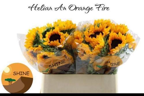 Helianthus annuus 'Orange Fire'