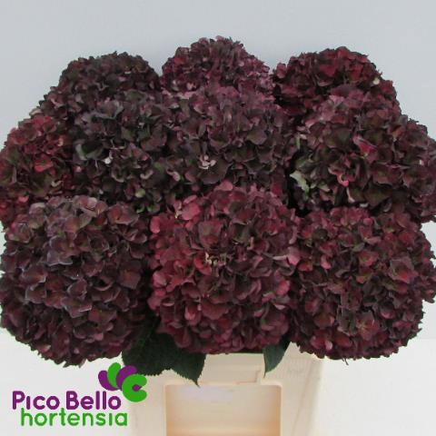 Hydrangea macrophylla Magical Rubyred (classic paars)