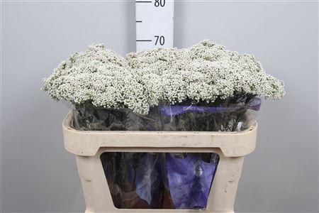 Ozothamnus 'Cooks Snow White'