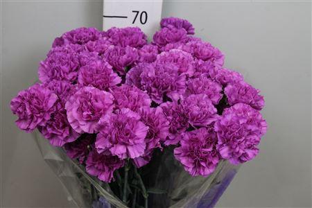 Dianthus standaard Florigene Moonlite