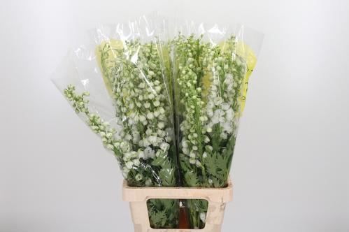 Delphinium Pacific Giant Grp enkelbloemig Magic Fountain White