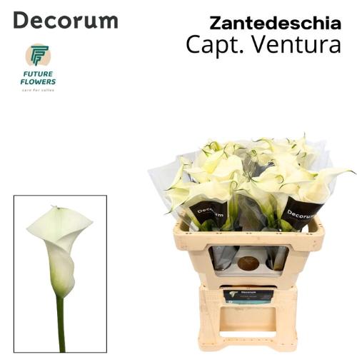 Zantedeschia 'Captain Ventura'