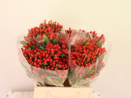 Hypericum inodorum Go Top