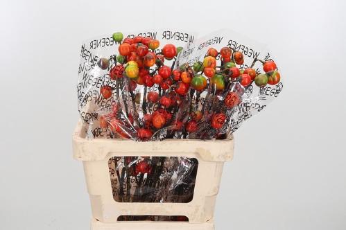 Siervruchten per tak Solanum integrifolium