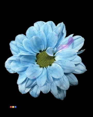 Chrysanthemum Indicum Grp tros santini kleurbehandeld H%