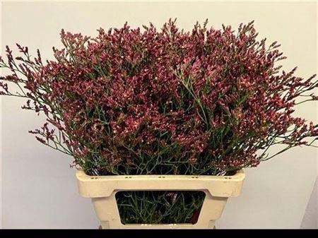 Limonium sinensis Scarlet Diamond