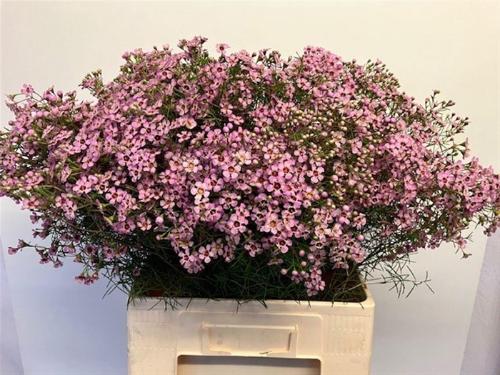 Chamelaucium uncinatum 'Jupiter Solar'