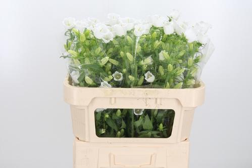 Campanula medium 'Champion White'