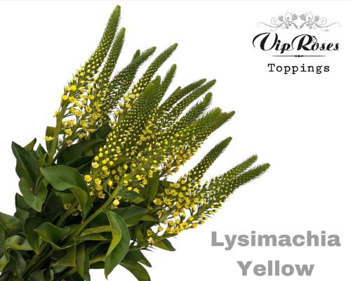 Lysimachia 'Elisabeth'
