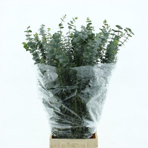 Eucalyptus per bos 'Baby Blue'