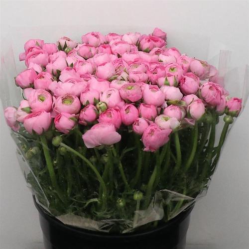 Ranunculus asiaticus 'Elegance Pink'