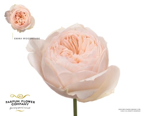 Rosa grootbloemig Emma Woodhouse