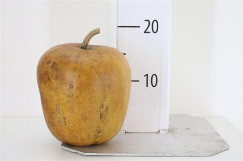 Decoratiegroen overig