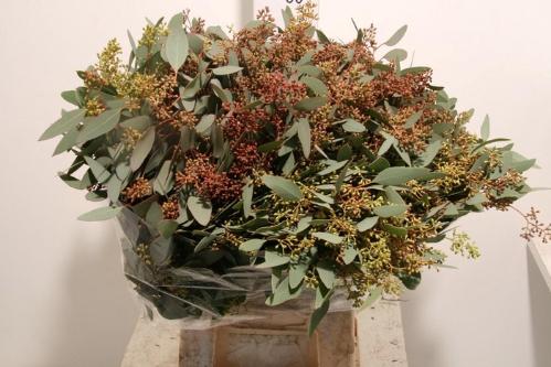 Eucalyptus per bos overig met bes