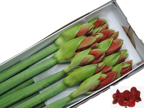 Hippeastrum Galaxy Grp 'Ferrari'