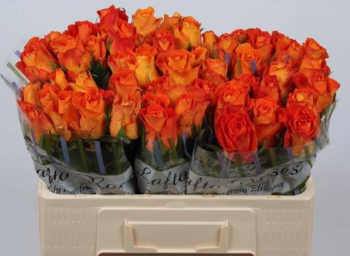 Rosa grootbloemig Kingsday+
