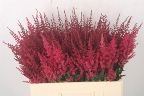 Astilbe Arendsii Grp 'Paul G