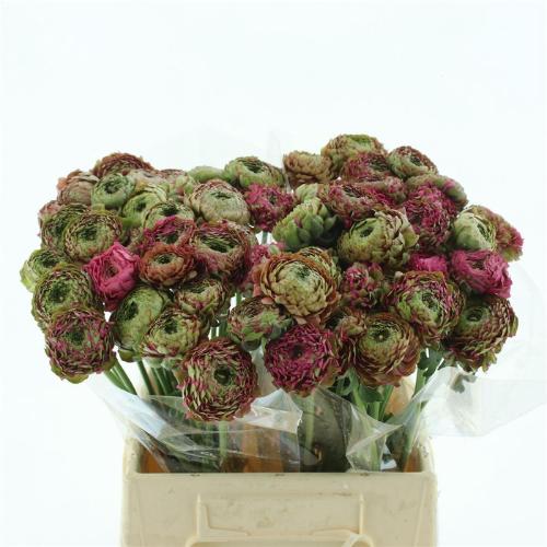 Ranunculus asiaticus Pon-Pon Fanny