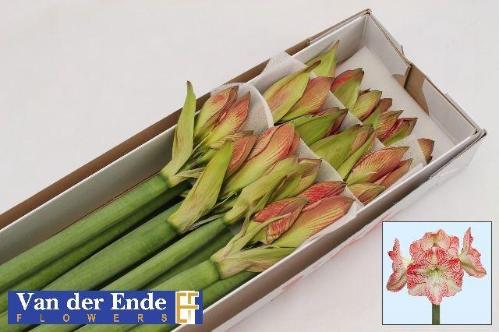 Hippeastrum Galaxy Grp 'Mega Star'