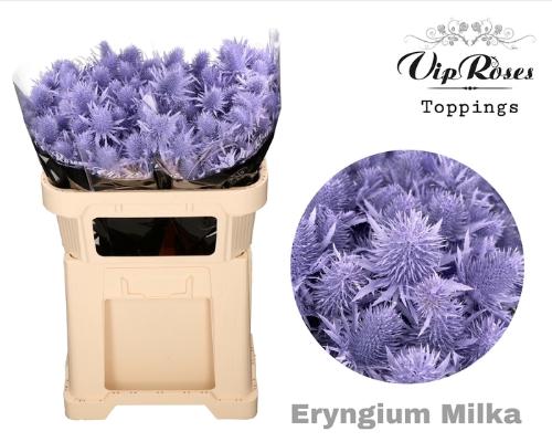 Eryngium alpinum kleurbehandeld H%