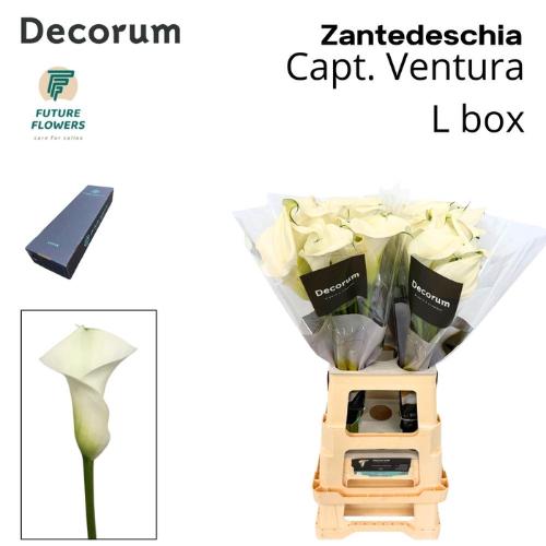Zantedeschia 'Captain Ventura'