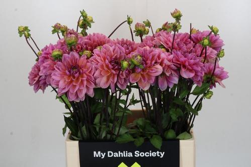 Dahlia overig