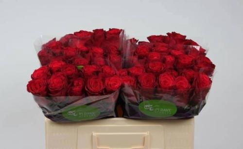 Rosa grootbloemig Rhodos