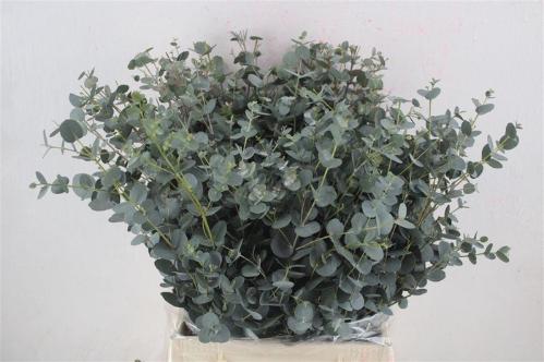 Eucalyptus per bos gunnii