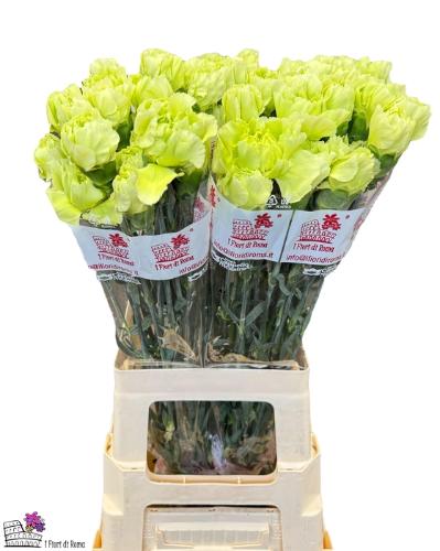 Dianthus standaard 'Lady Moe'