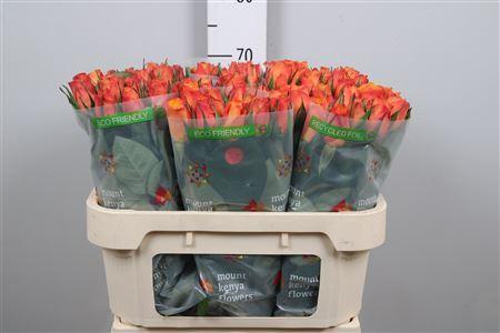 Rosa grootbloemig Confidens