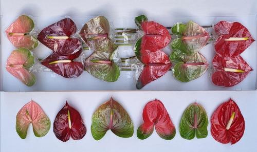 Anthurium Andreanum Grp gemengd