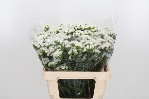 Limonium sinuatum White Starlight Wings