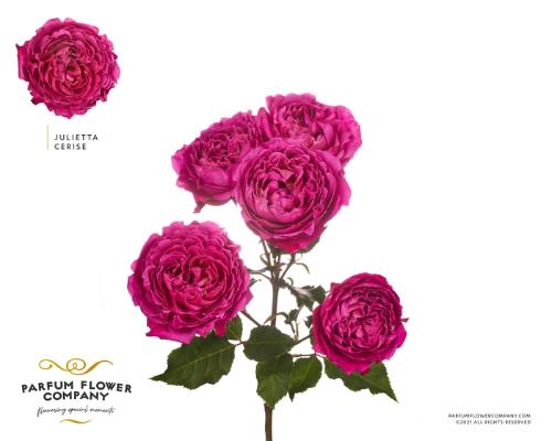 Rosa tros overig
